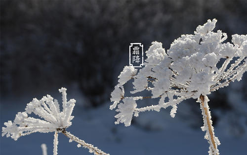 霜降來(lái),秋將逝